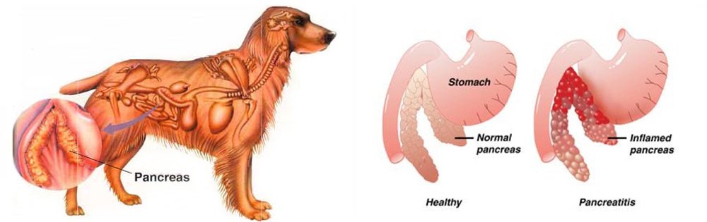 Kefir for dogs with pancreatitis shop